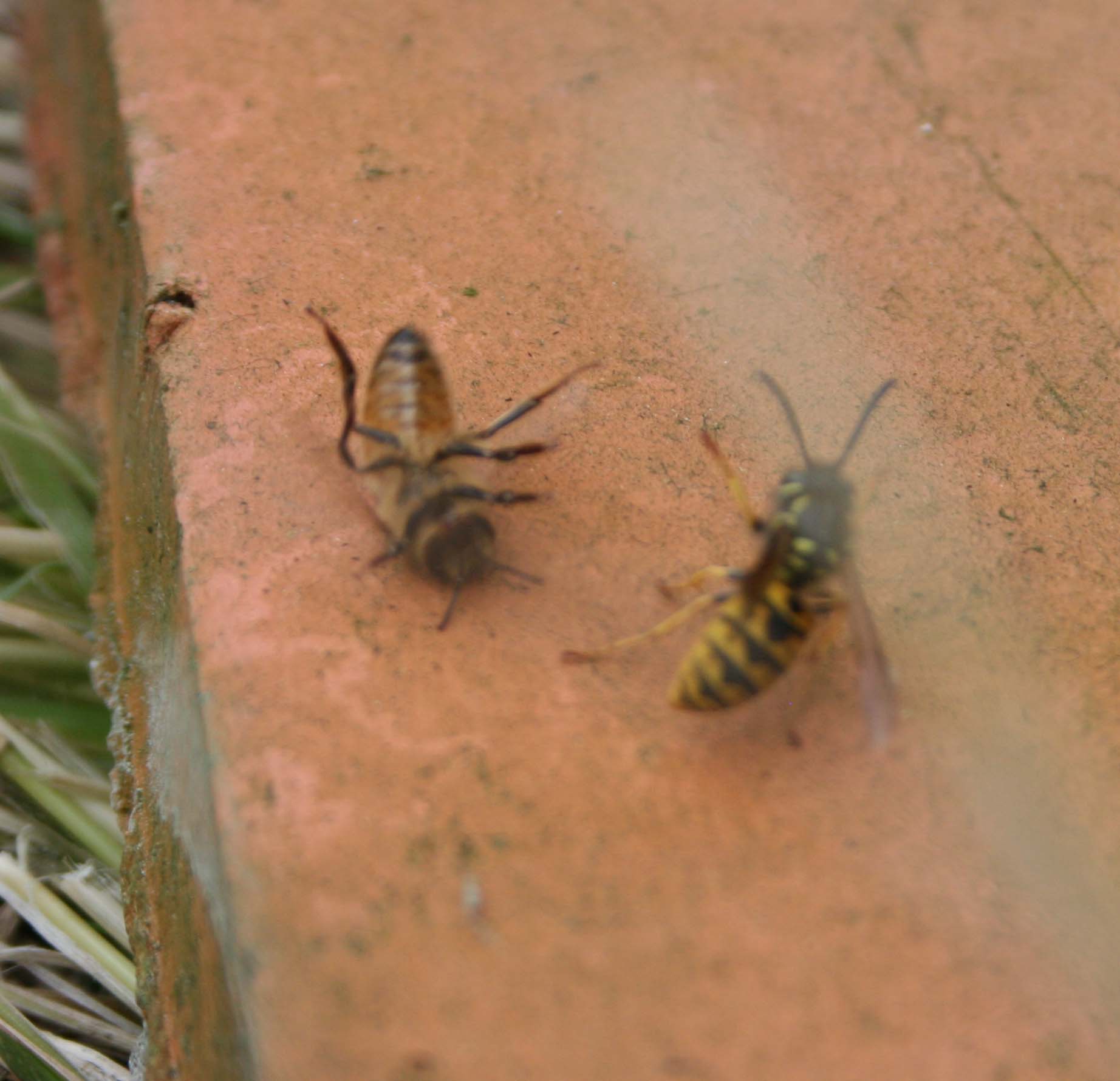 wasps-attacking-bees 074a.jpg